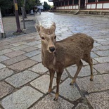 nara-deer-japan-010