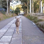 nara-deer-japan-020.jpg