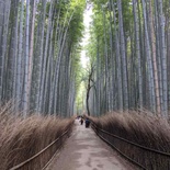 kyoto-arashiyama-bamboo-forest-japan-55