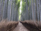 kyoto-arashiyama-bamboo-forest-japan-55