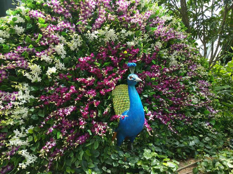 A mini zoo or sort with a peacock display peeking at the Topiary Walk