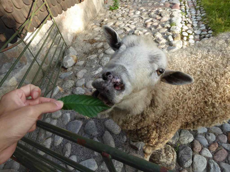 Skansen open air museum is a very well-kept and modern zoo with several interactive elements