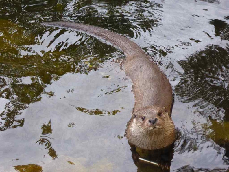 Skansen open air museum Adorable otters in the Skansen zoo with an extensive showcase of Nordic animals