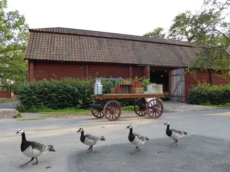 An uncommon sight here at Skansen open air museum, which makes it uniquely quirky and fascinating at the same time