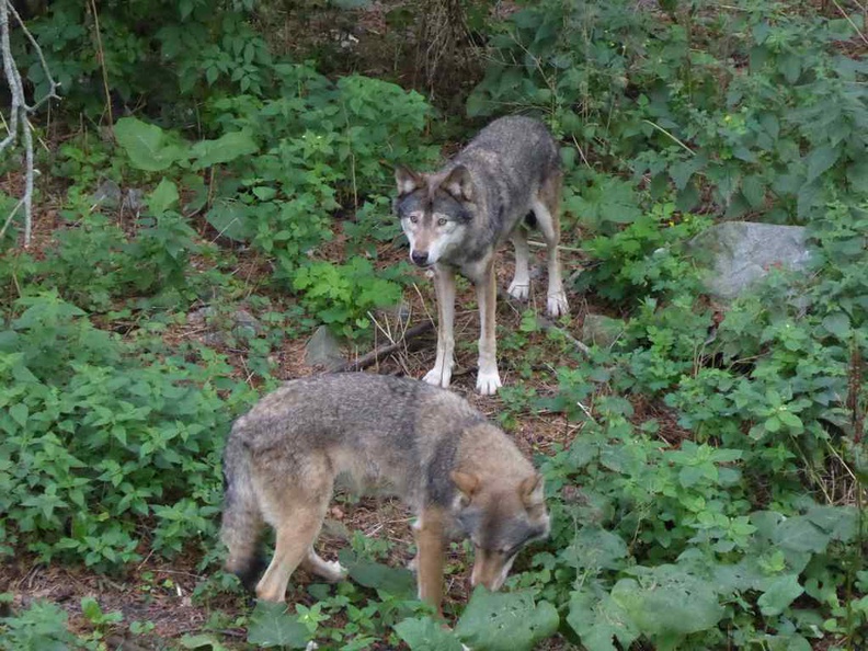 Skansen open air museum is one of the few zoos with grey wolf enclosures. This one here is large and houses a small pack of wolves