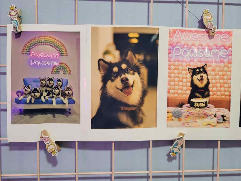 Wooftopia Pet Cafe is a pet cafe which sure puts your pooch feel like at home