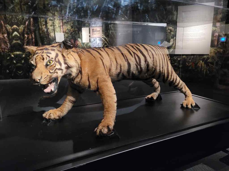 Malayan tigers were a nuisance for early plantations, sadly given loss of their natural habitat where they start attacking plantation workers