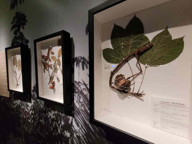 Plantation specimens and seeds