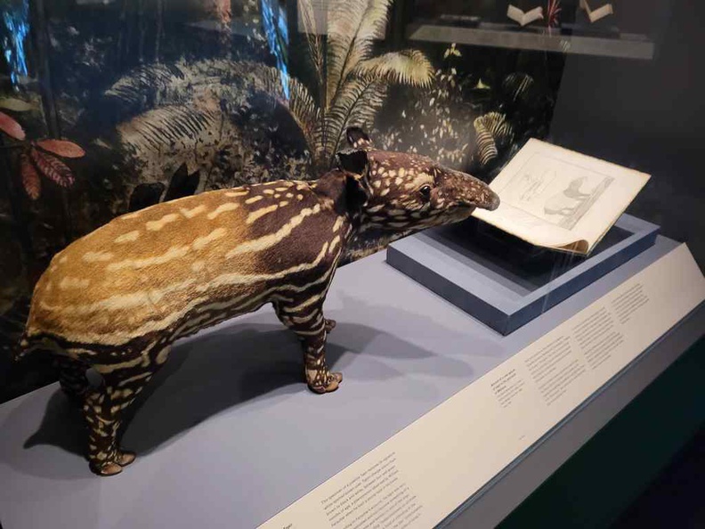 This Mouse deer is one of the few Taxidermy specimens featured at the Human x Nature exhibition