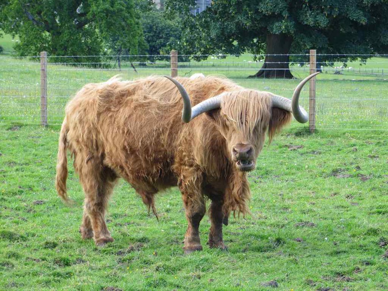 A Highland Hamish cow native in Scotland