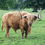scotland-highland-cow-001
