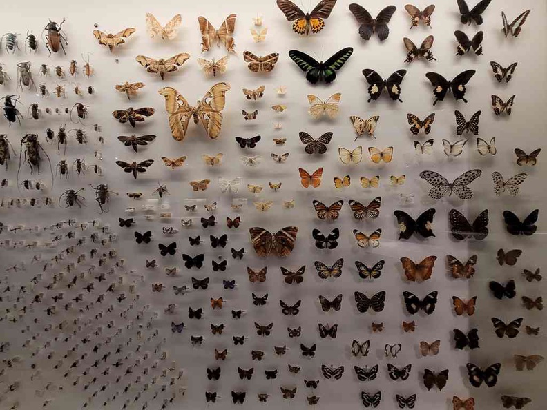 Lee Kong Chian Natural History Museum The insect section, with a selection of bugs, roaches and lots of butterflies