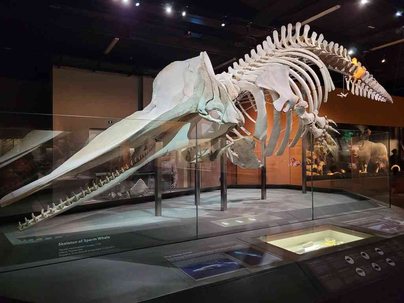 Lee Kong Chian Natural History Museum Sperm whale takes center stage in the mammal sector