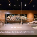 lee-kong-chian-natural-history-23