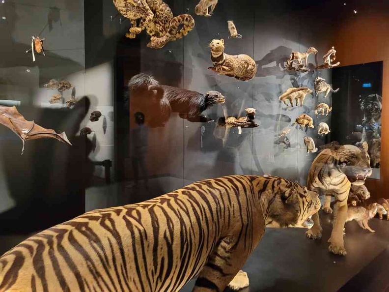 Lee Kong Chian Natural History Museum displays behind glass in this mammal collection