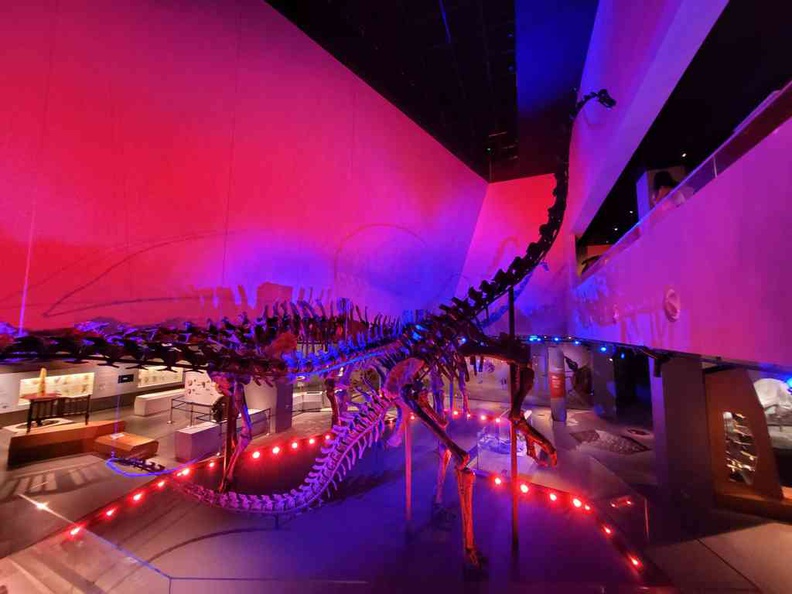 Three diplodocid sauropod Dinosaurs fossils takes center stage here in the museum