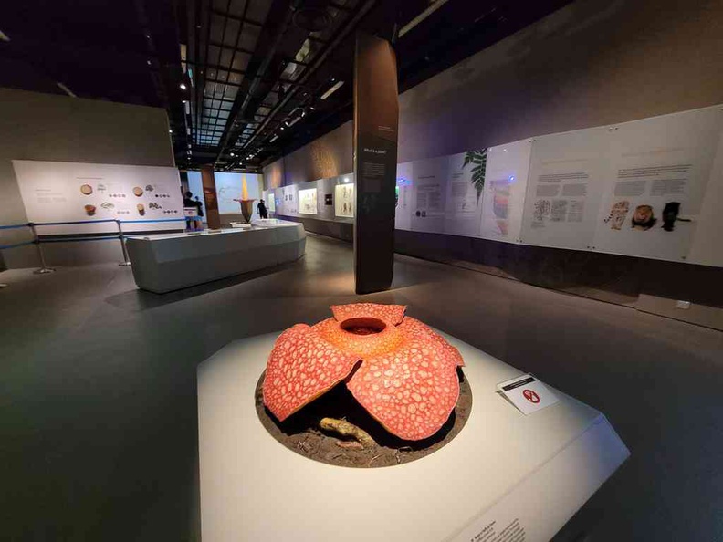 A model of Rafflesia, the largest flower in the world