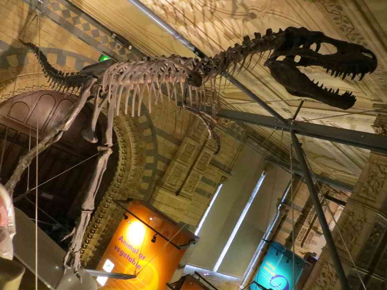 We got dinosaurs! Let’s explore this Natural History vault of the London Natural History museum in South Kensington
