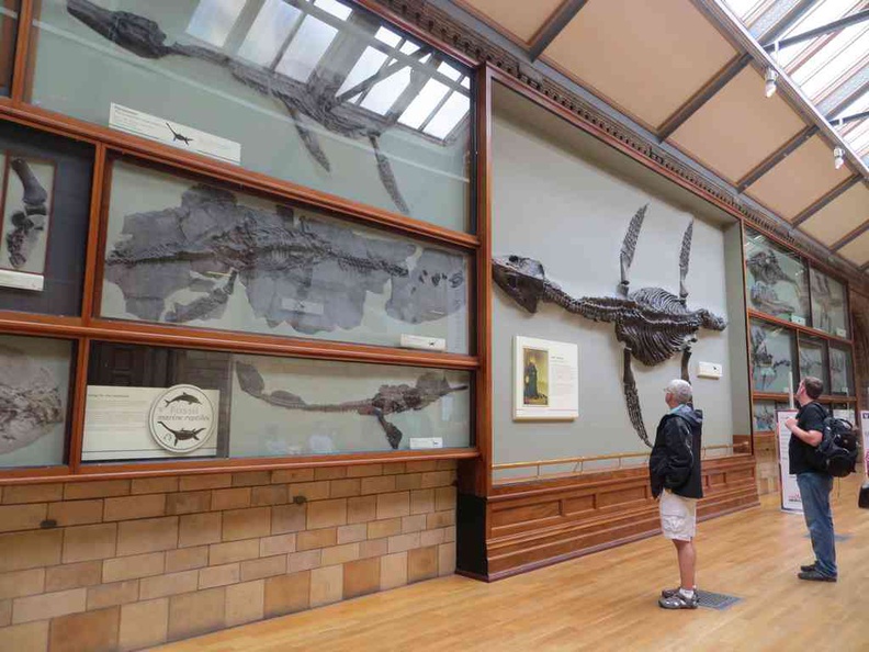 London Natural History museum Fossil walls of marine reptiles