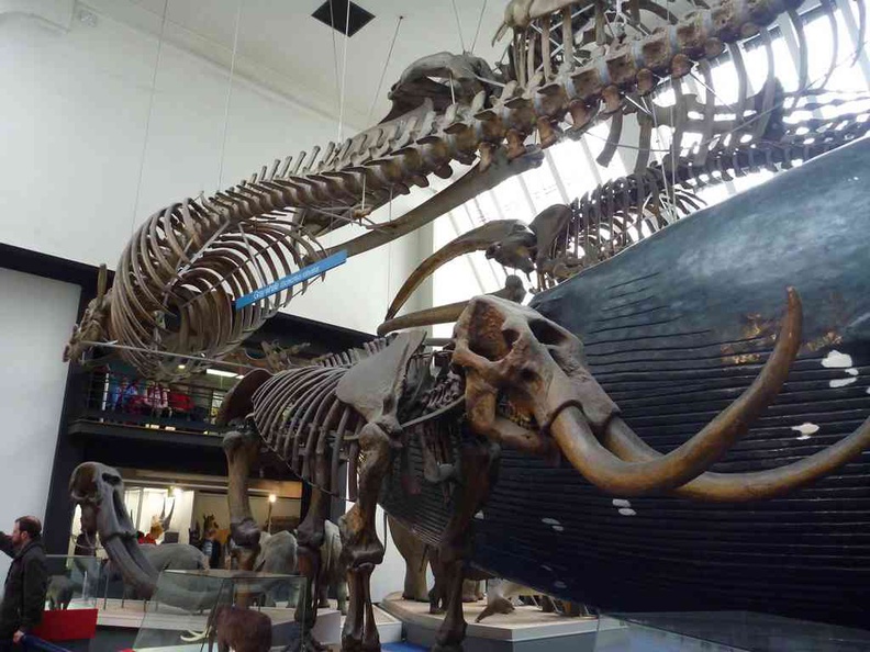 Extinct Mammoth skeleton in the mammal gallery