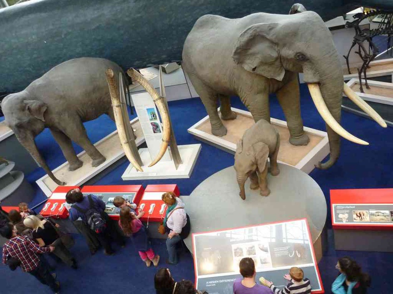 Large mammals gallery, starting with yes, lots of elephants, both African and Asian elephants