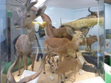 london-natural-history-museum-21
