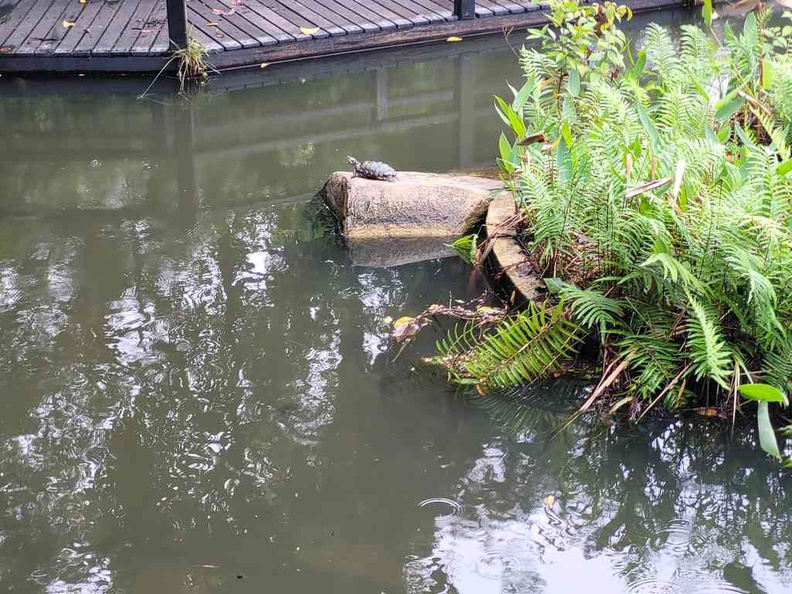 Tortoises lazying at in the garden pond