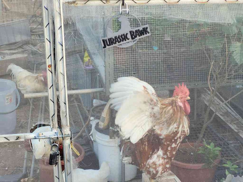 Chickens on site at City Sprout Hub Farms