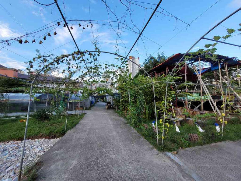 Down the City Sprout Hub Farms garden plot walkway connecting all the greenhouses in a grid array.