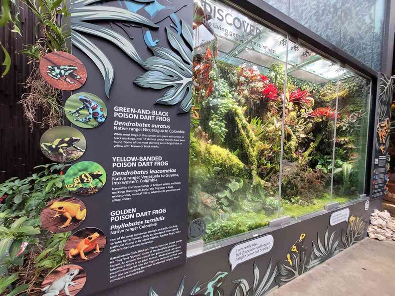 Poison arrow frogs vivarium at Floral Fantasy