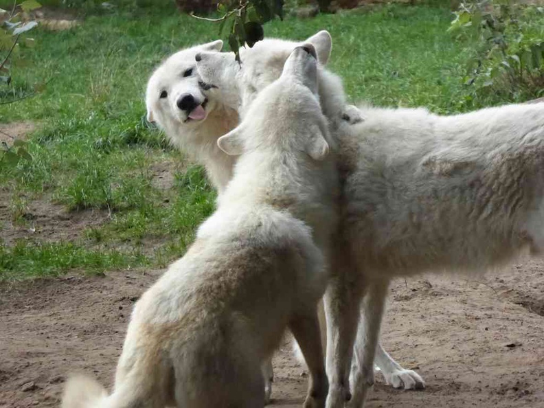 Arctic Wolves in the Berlin Zoo
