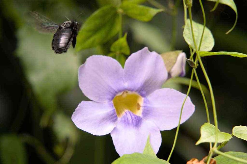 Flowers and insects along the fauna vegetation paths by Old Thomson road