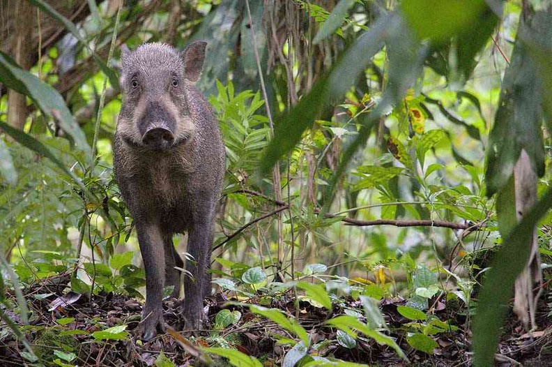 Wild boars in the vegetation, they are a timid bunch