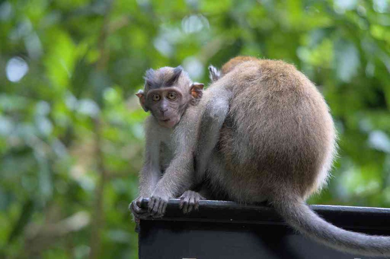 Monkey macaque families on my walking visit along Old Thomson road. Lets check out what's on in this small yet historically-rich park