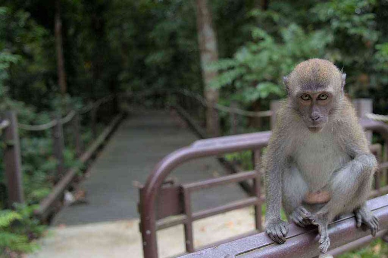 Macaques can be found throughout the park. I call this one the "park guardian". Just leave them alone if you want them too, and you be good.