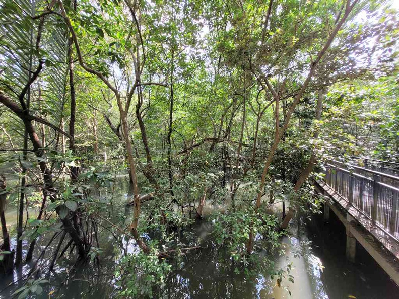 The Mangrove broad walk a short walk from the Sungei Buloh Wetland Reserve Wetland Centre