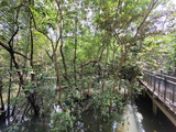 sungei-buloh-wetland-reserve-13