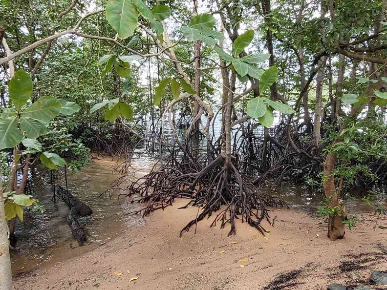 Natural seawater mangroves by the coast of the nature reserve