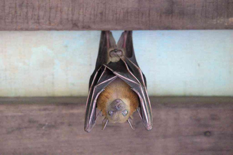 Fruit bats nesting during the day under the visitor center roof