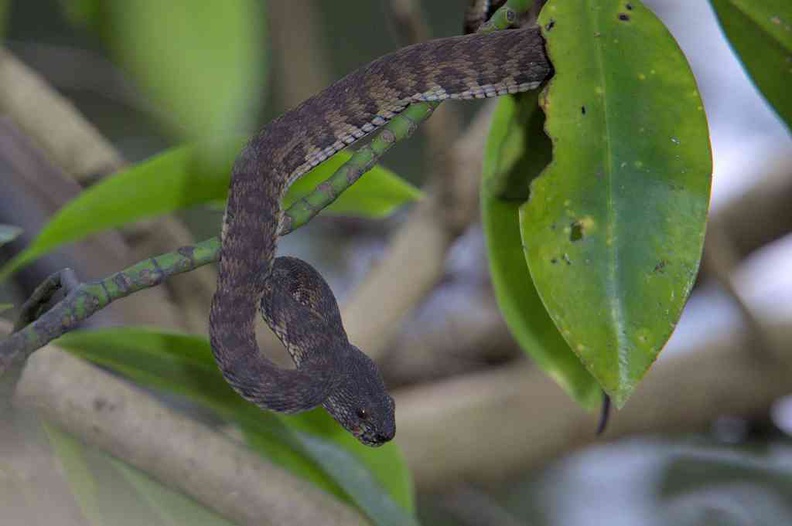 Tree snakes are one of the many natural inhabitants here