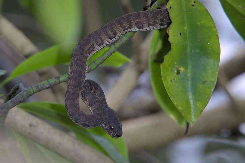 sungei-buloh-wetland-reserve-53.jpg