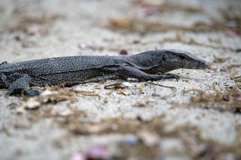 Monitor lizard crossing the mudflat trials. You can find many of them resting by the trial side