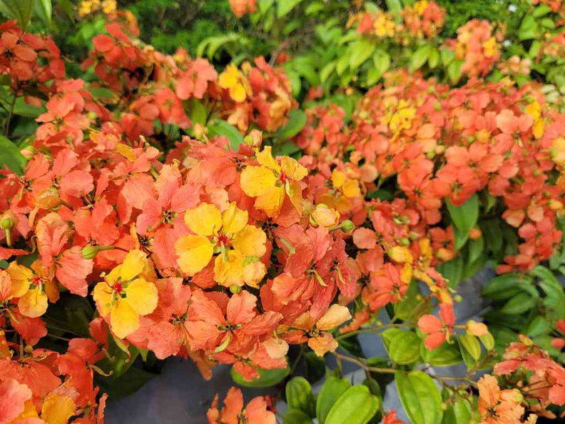 Flowering Plants in the park