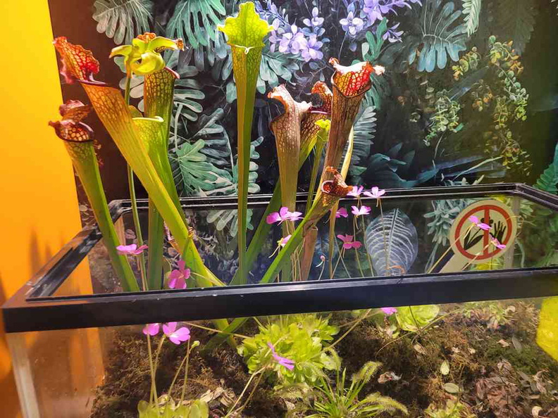 Carnivorous plants section housed in open enclosures. Such as this Pitcher plant enclosure
