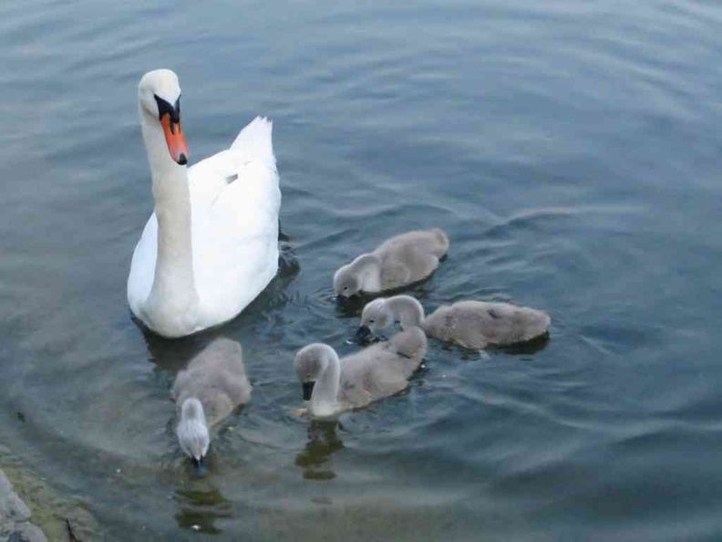 Ugly ducklings and mother on the Hyde Park Serpentine lake