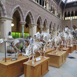 oxford-natural-history-museum-02