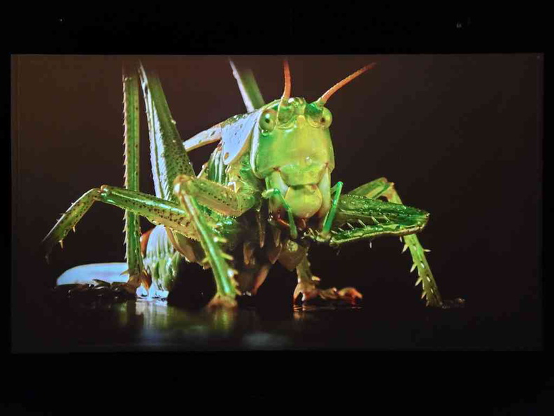 Giant grasshopper