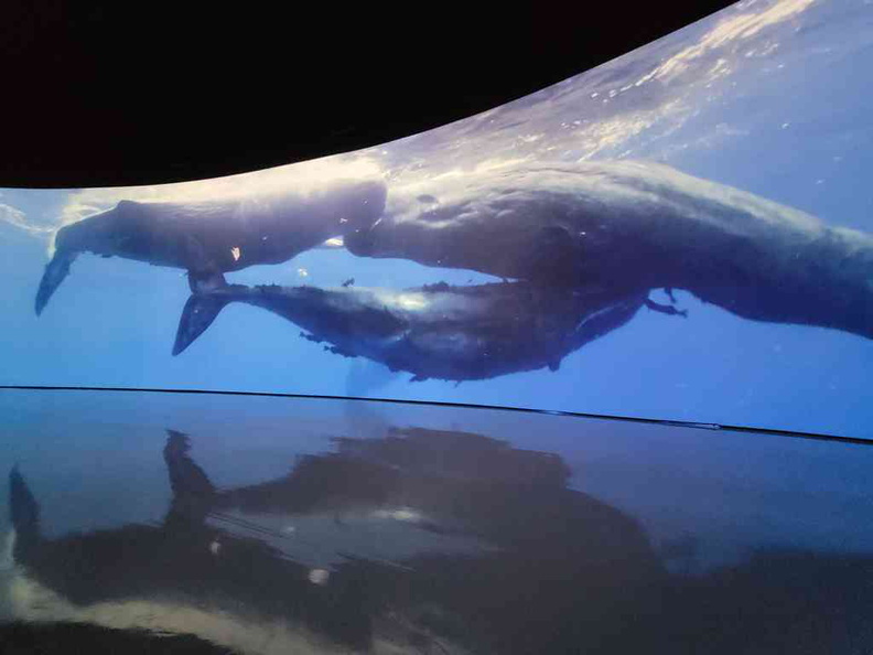 Vast screen allowing you to witness the sperm whales up close.