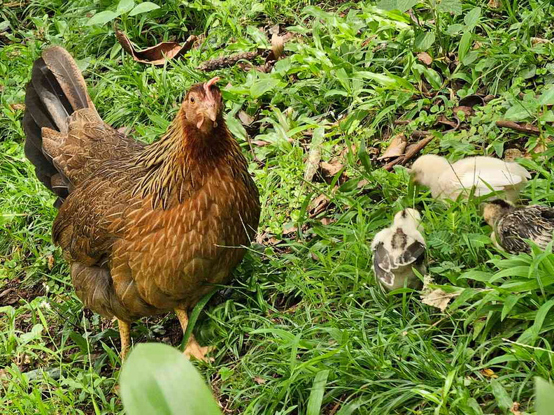 The 10x periscope is great for capturing wildlife from afar, like this hen and chicks without startling them