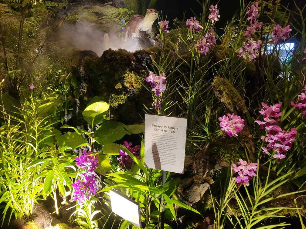 Orchids on display by Singapore Botanical Gardens.